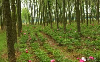 绿野生物科技 克拉玛依：林下中草药，“长”出新产业