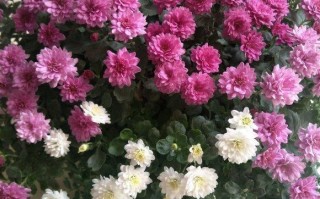 花千朵科技 京城秋菊黑科技 一株枝头开千朵